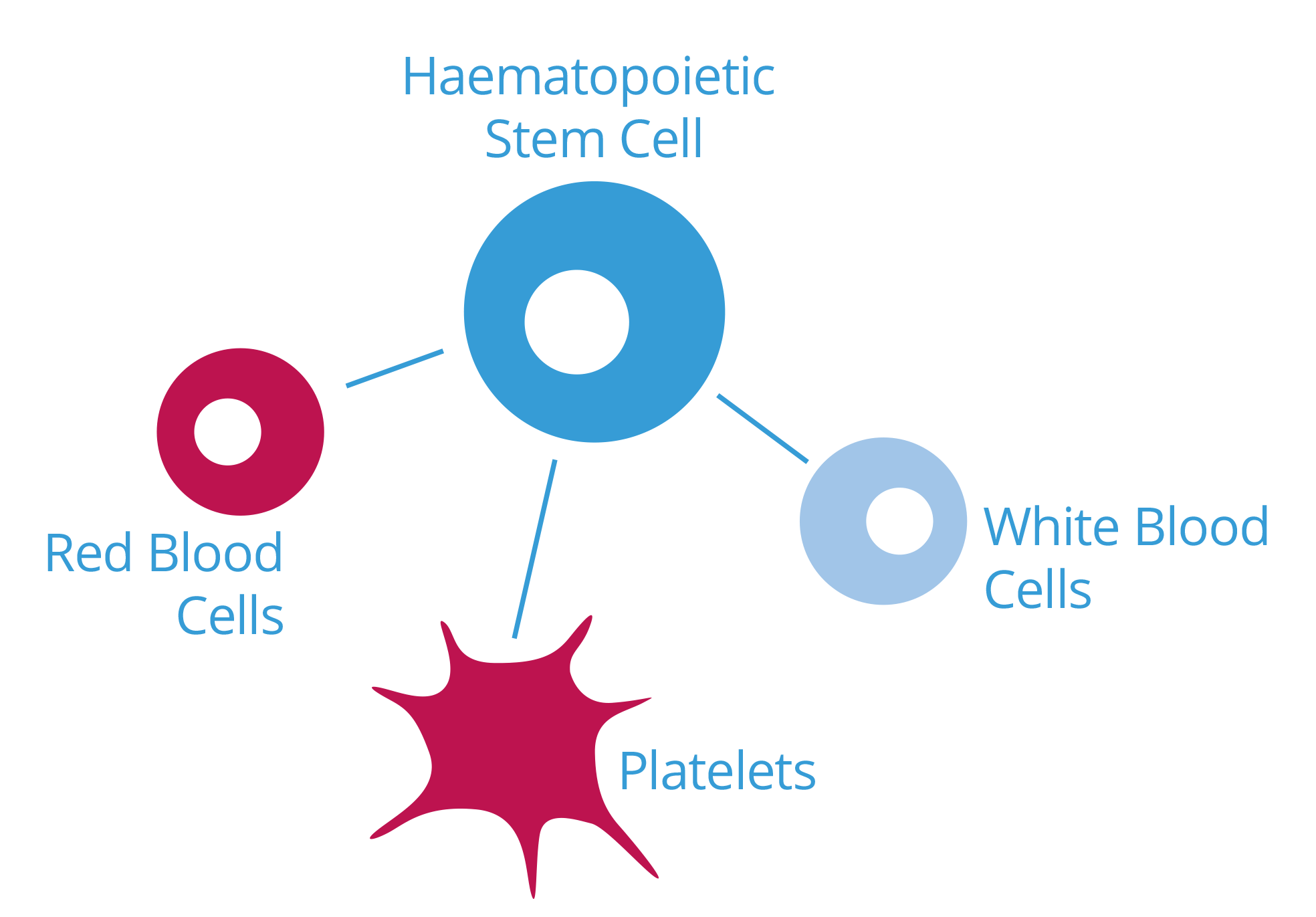 stem-cells - Cord Blood Aware