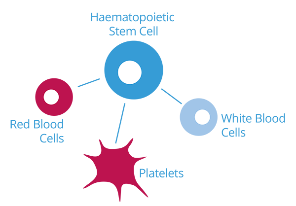 stem-cells